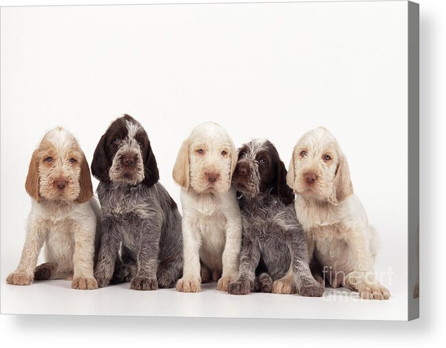 Dog Acrylic Print featuring the photograph Spinone Puppy Dogs by John Daniels