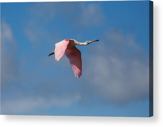 Roseate Spoonbill Acrylic Print featuring the photograph Spoonie in Flight by John M Bailey