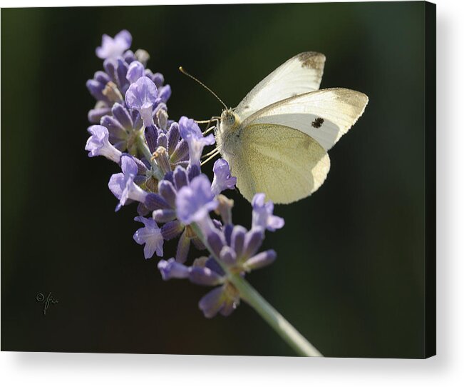 Insect Acrylic Print featuring the photograph Spot by Arthur Fix