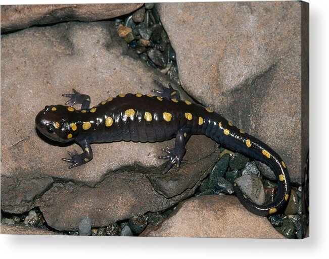 Adult Acrylic Print featuring the photograph Spotted Salamander by Karl H. Switak