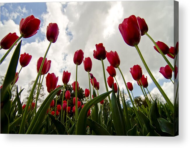 Flowers Acrylic Print featuring the photograph Spring is in the Air by Michael Dorn