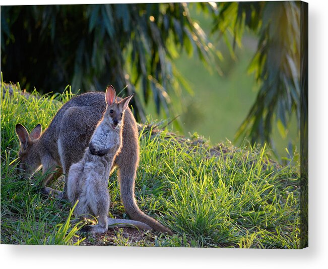 Wallaby Acrylic Print featuring the photograph Spring Joey by Larissa Carrus