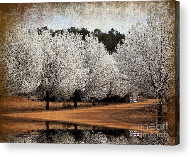 Flowers Acrylic Print featuring the photograph Spring Pear Blossoms by Kathy Baccari
