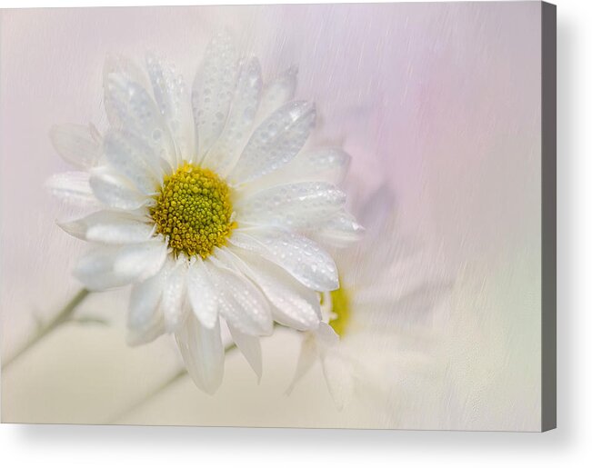 Daisy Acrylic Print featuring the photograph Spring Rain by Robin-Lee Vieira