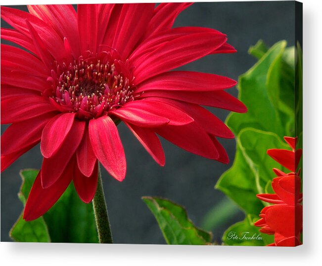 Daisy Acrylic Print featuring the photograph Spring Red by Pete Trenholm