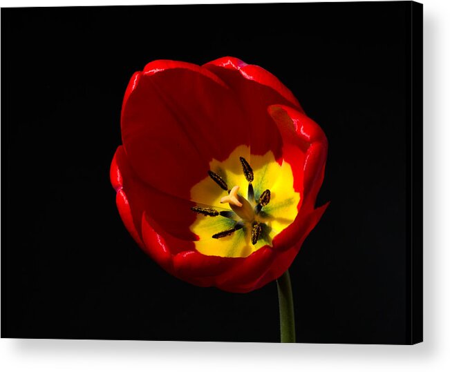 Spring Tulip In Full Bloom Acrylic Print featuring the photograph Spring Tulip 2 by Kenneth Cole