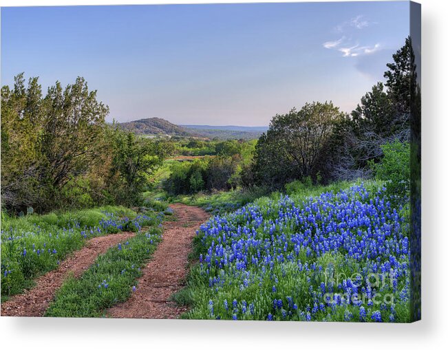 Texas Hill Country Acrylic Print featuring the photograph Springtime in the Hill Country by Cathy Alba