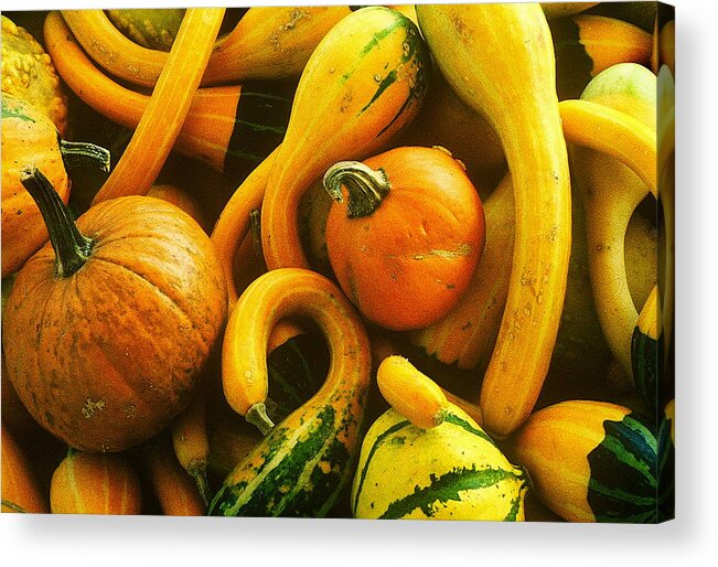 Fine Art Acrylic Print featuring the photograph Squash by Rodney Lee Williams