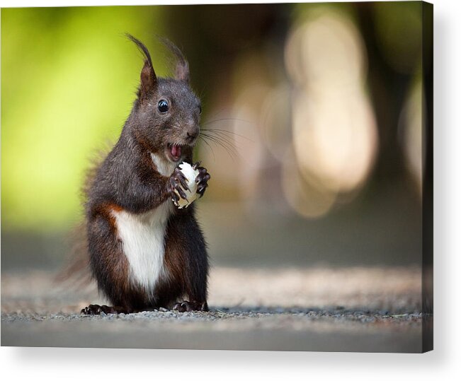 Squirrel Acrylic Print featuring the photograph Squirrel by Robert Adamec