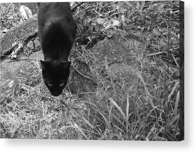 Black Cat Acrylic Print featuring the photograph Stalking Cat by Melinda Fawver