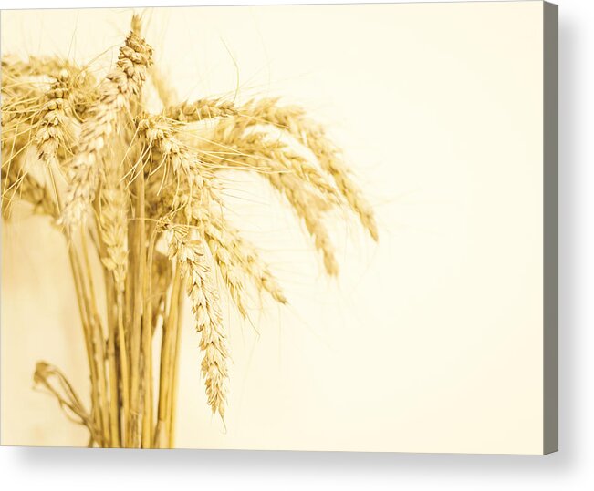 Wheat Acrylic Print featuring the photograph Staple Crop by Heather Applegate