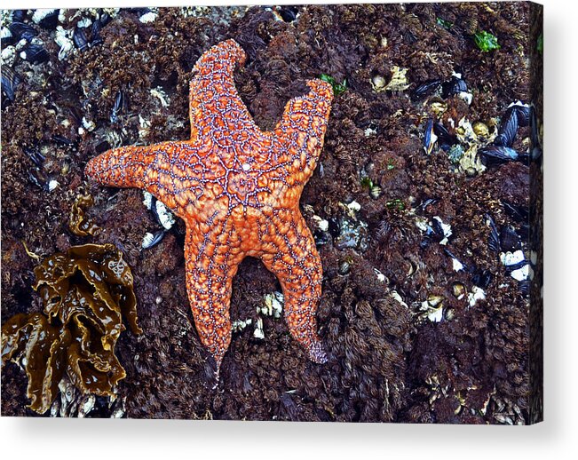 Starfish Acrylic Print featuring the photograph Starfish - Oregon Coastline by George Bostian
