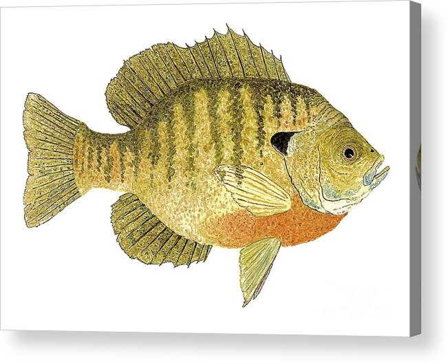 Fish Acrylic Print featuring the painting Study of a Bluegill Sunfish by Thom Glace