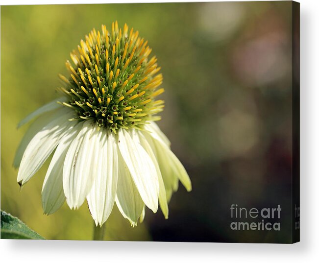 Flowers Acrylic Print featuring the photograph Summer White by Mary Haber