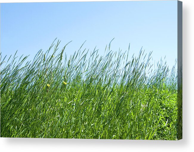 Tranquility Acrylic Print featuring the photograph Summertime Grass And Blue Sky by Thomas Firak Photography
