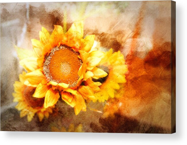 Sunflowers. Yellow Petals. Autumn. Fall Colors. Flowers. Photography. Fine Art. Print. Canvas. Texture. Poster. Greeting Card. Acrylic Print featuring the photograph Sunflowers Aglow by Mary Timman