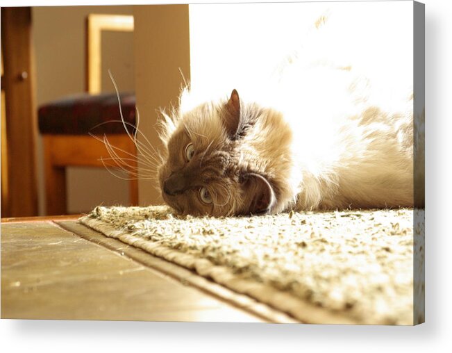 Cat Acrylic Print featuring the photograph Sunny Jack by Cindy Johnston