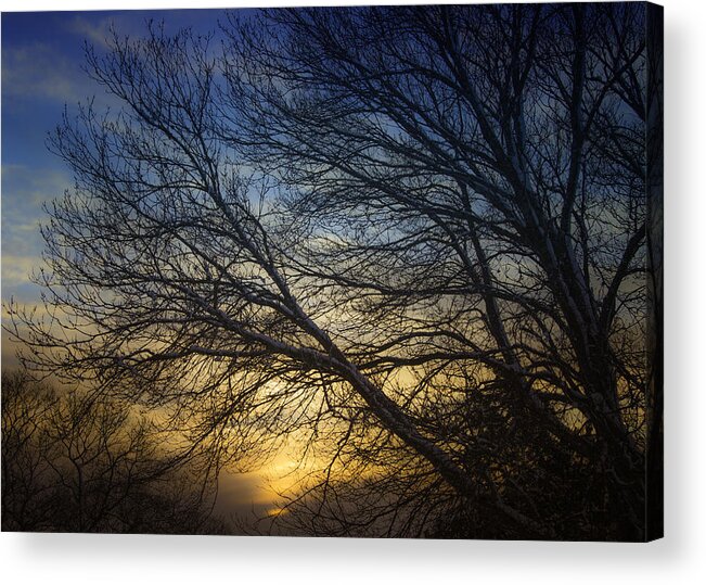 Usa Acrylic Print featuring the photograph Sunset Over The Tree by Kate Hannon