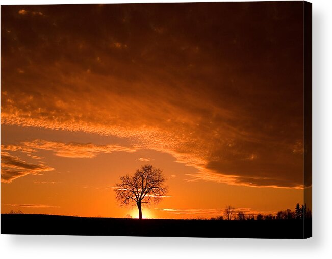 Sunset Acrylic Print featuring the photograph Sunset Tree by Don Johnson