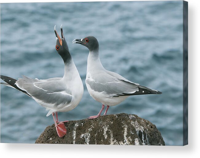 Feb0514 Acrylic Print featuring the photograph Swallow-tailed Gulls Courting Galapagos by Kevin Schafer