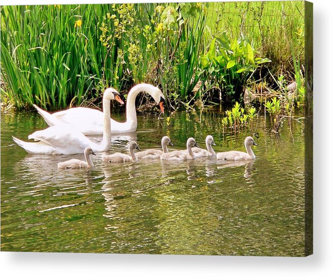 Swans Acrylic Print featuring the photograph Swans by Janice Drew