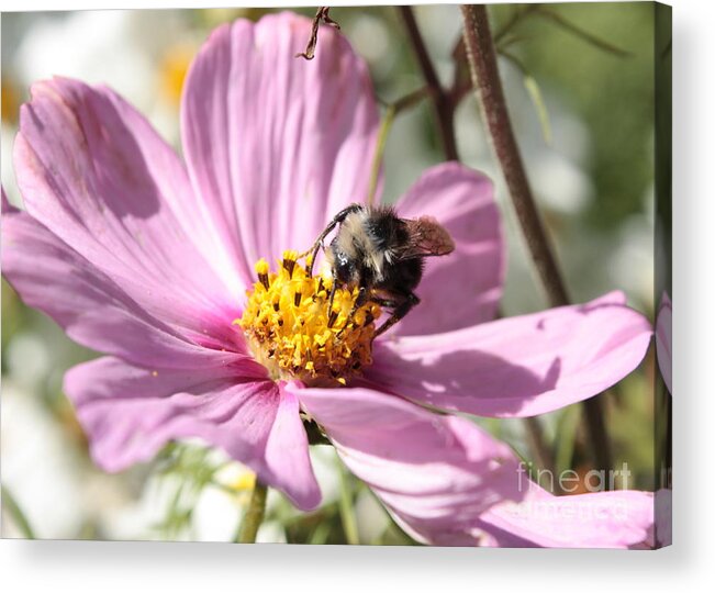 Pink Cosmos Acrylic Print featuring the photograph Sweet Bee on Pink Cosmos by Carol Groenen