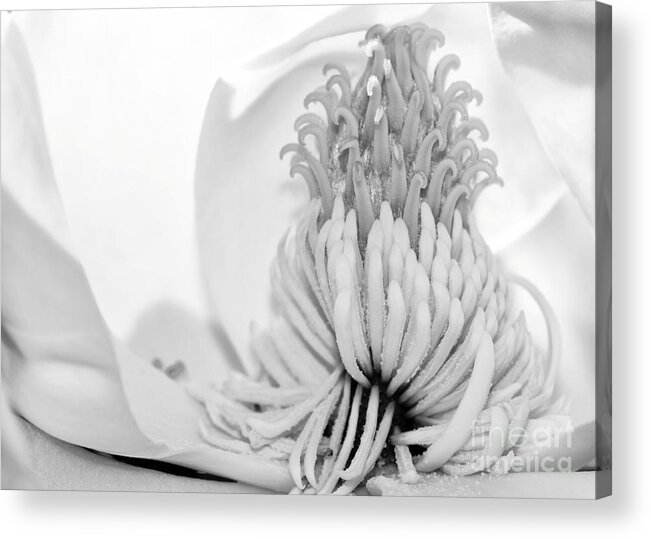 Macro Acrylic Print featuring the photograph Sweet Magnolia by Sabrina L Ryan