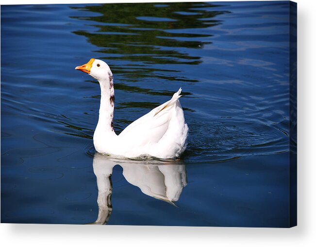 Goose Acrylic Print featuring the photograph Swimming Alone by Linda Segerson