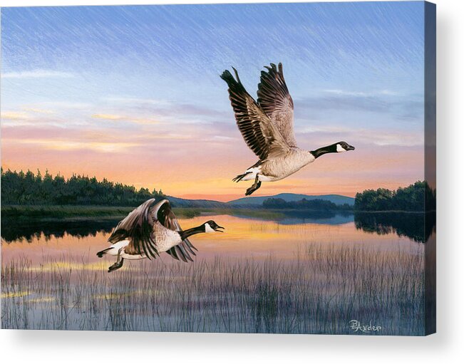 Geese Acrylic Print featuring the drawing Taking Flight by Brent Ander