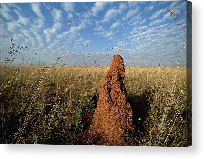 Feb0514 Acrylic Print featuring the photograph Termite Mound In Cerrado Grassland Emas by Tui De Roy