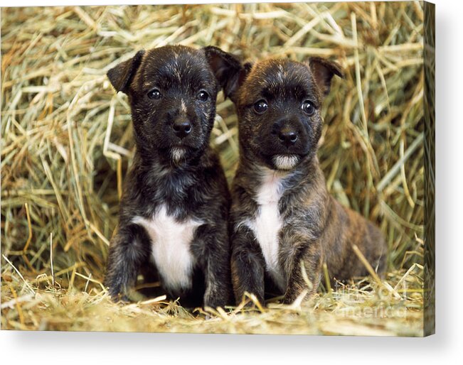 Dog Acrylic Print featuring the photograph Terrier-cross Puppy Dogs by John Daniels