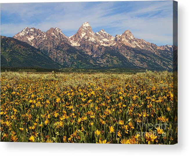 Mountains Acrylic Print featuring the photograph Tetons and Yellow by Edward R Wisell