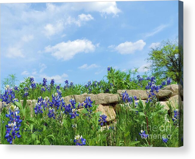 Texas Bluebonnets Acrylic Print featuring the photograph Texas Bluebonnets 08 by Robert ONeil