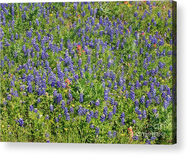 Texas_bluebonnets Acrylic Print featuring the photograph Texas Bluebonnets. Lupinus Texensis by Connie Fox