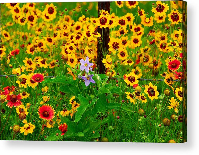 Wildflower Acrylic Print featuring the photograph Texas Spring Delight by Lynn Bauer