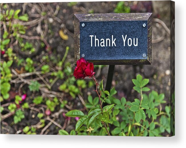 Rose Acrylic Print featuring the photograph Thank you by Maj Seda