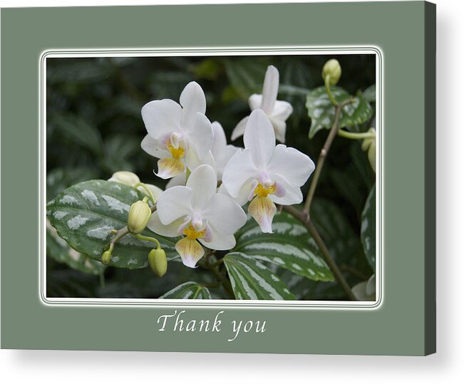 Thank You Acrylic Print featuring the photograph Thank You White Orchids by Michael Peychich
