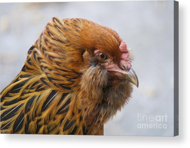 Chickens Acrylic Print featuring the photograph The Bearded Lady - Portrait of an Americauna Hen by Susan A Walton