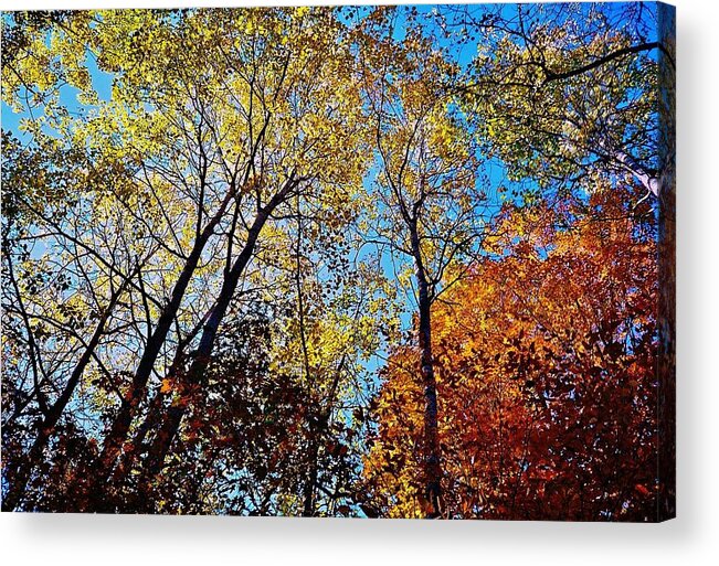 Fall Colours Acrylic Print featuring the photograph The Canopy by Daniel Thompson