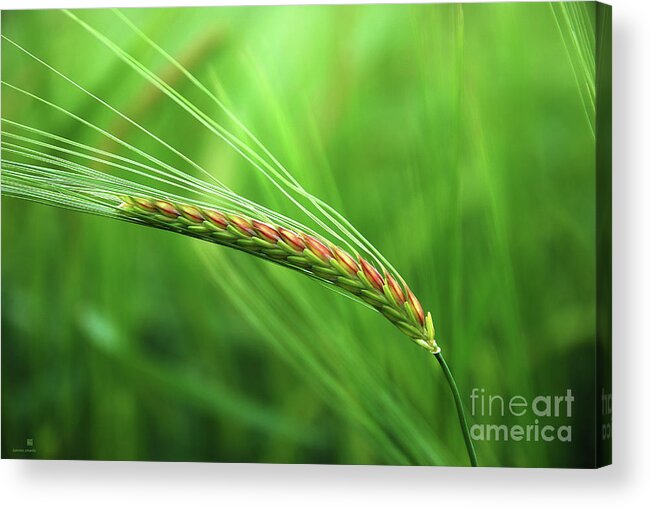 Corn Acrylic Print featuring the photograph The Corn by Hannes Cmarits