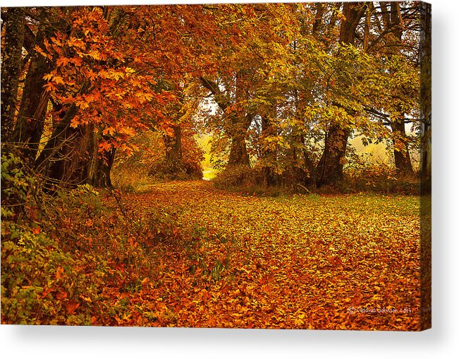 Landscape Acrylic Print featuring the photograph The Covered Path by Cassius Johnson