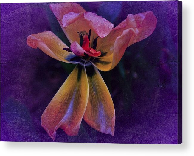 Tulip Macro Acrylic Print featuring the photograph The Dancing Tulip by Richard Cummings