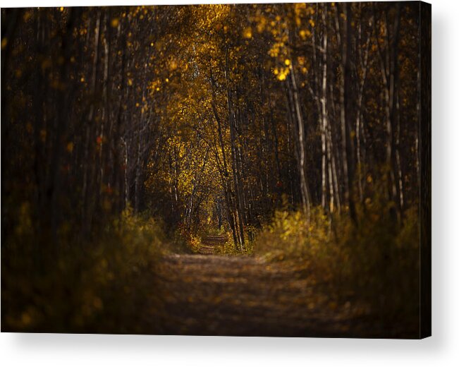 Yellow Acrylic Print featuring the photograph The Golden Road by Stuart Deacon