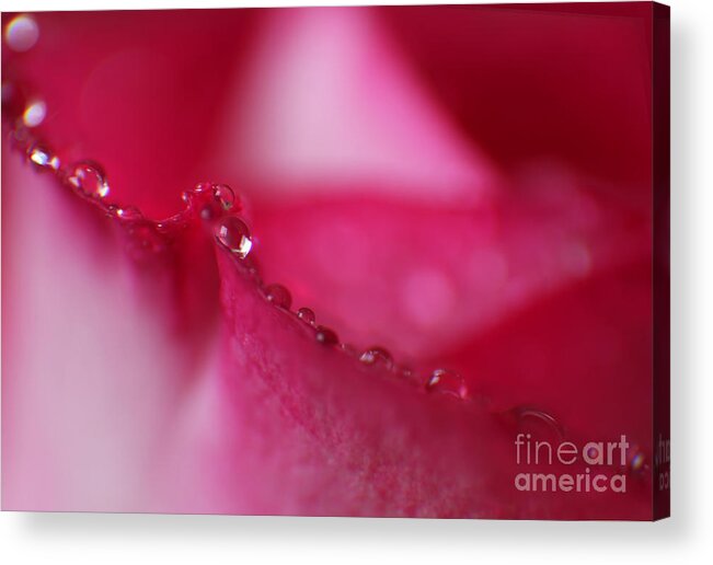 Rose Acrylic Print featuring the photograph The Great Wall Abstract by Eden Baed