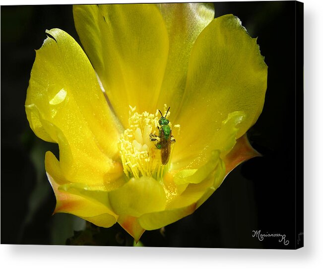 Insect Acrylic Print featuring the photograph The Green Hornet by Mariarosa Rockefeller