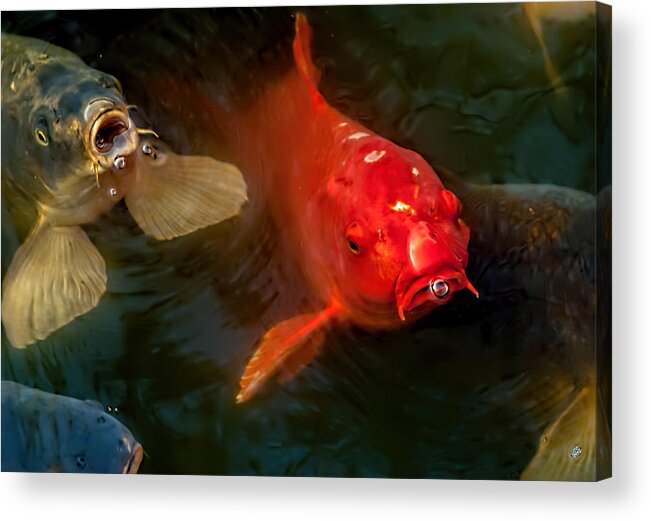 Fish Acrylic Print featuring the photograph The Koi by Kevin Duke