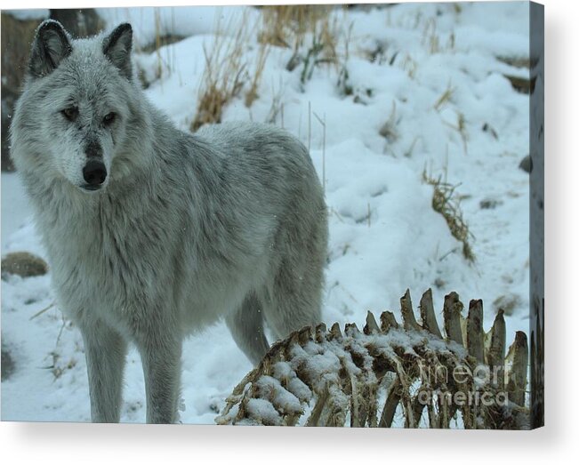Gray Wolf Acrylic Print featuring the photograph The Lifecycle by Adam Jewell