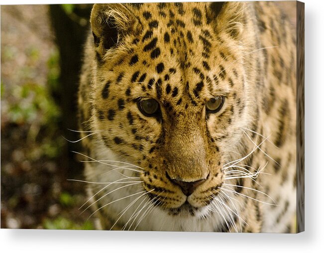 Leopard Acrylic Print featuring the photograph The lonely Leopard by Seth Vincent