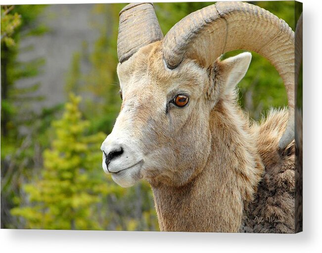 Banff Acrylic Print featuring the photograph The Magnificent Big Horn Ram by Dyle  Warren