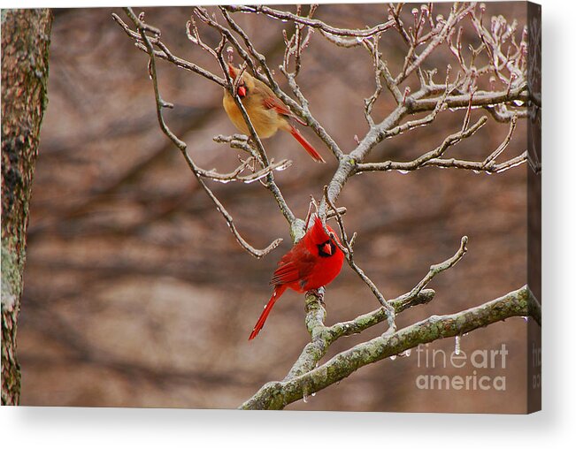 Cardinal Acrylic Print featuring the photograph The Perfect Pair by Mary Carol Story